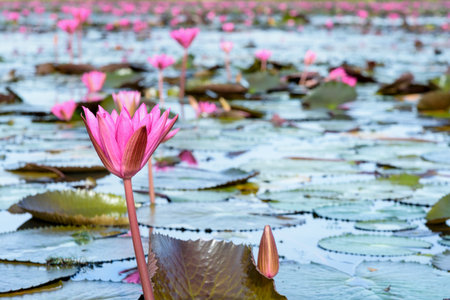 Beautiful nature landscape of many red lotus flowers, close up Red Indian Water Lily or Nymphaea Lotus in the pond at Thale Noi Waterfowl Reserve Park, Phatthalung province, Thailandの写真素材