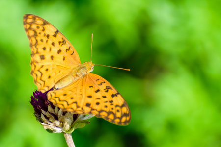 Cirrochroa Tyche or Common Yeoman, Close up butterfly with orange wing and black pattern on blooming flower are insect in the garden, Beautiful nature of animal copy space for the backgroundの写真素材