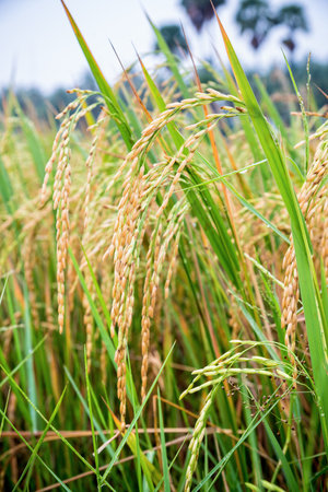 Close up beautiful nature green rice plant with yellow stalk ripe ear of rice in paddy field, Time to harvest on cereal farm and agriculture in Thailandの写真素材