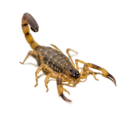 Close up macro yellow or brown Scorpion in front on white background, Small animal is poisonous reptile in the tail for sting to hunt prey or self protection can be seen in the tropicの写真素材