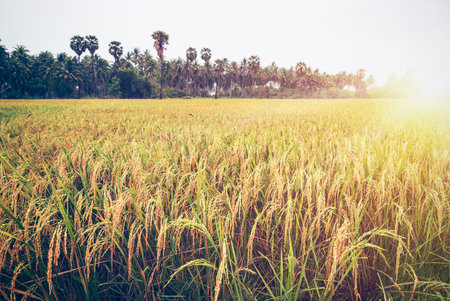 Beautiful landscape golden sunlight on rice field at sunset, Paddy plant with yellow stalk ripe ear of rice, Time to harvest on farm and agriculture in Thailand, Vintage nature style for backgroundの写真素材