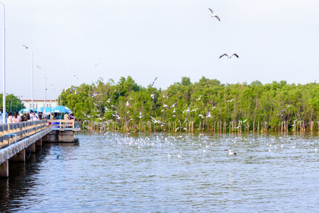 Animal in beautiful nature landscape for background, Flock seagull flying on the sea, Group of...