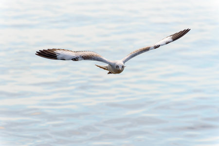 Animal in beautiful nature landscape for background, Closeup front seagull one bird flying happily in the sky on the sea at Bangpu Recreation Center famous tourist attraction of Samut Prakan, Thailandの写真素材