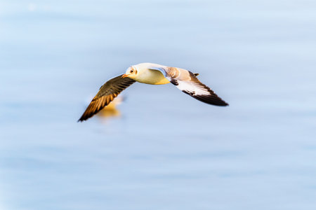 Animal in beautiful nature landscape for background, Closeup side view seagull bird flying happily on the blue sea in sunset, Bangpu Recreation Center famous tourist attraction, Samut Prakan, Thailandの写真素材