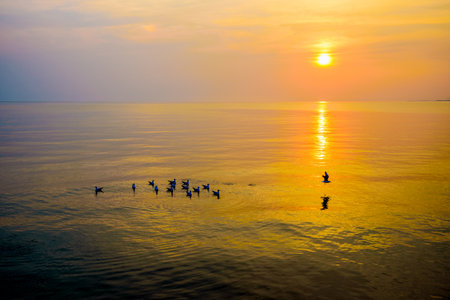Flock of seagulls birds floating in the sea, the bright sun on the orange, yellow colorful sky sunlight reflect the water, Animal in beautiful nature landscape at sunrise, sunset background, Thailandの写真素材