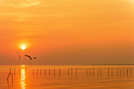 Pair of seagulls in yellow, orange sky and bright sun at sunrise, Happy animal in beautiful nature landscape for background, Two birds flying above the sea, water and horizon ocean at sunset, Thailandの写真素材