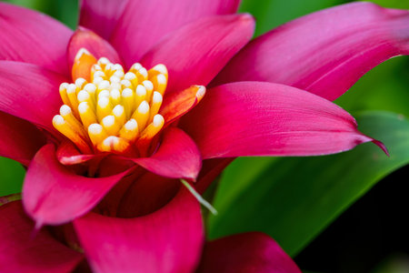 Macro image, Close up yellow carpel on red pink petal and green leaf beautiful exotic flower of Aechmea Fasciata, Silver vase or Urn plant for nature backgroundの写真素材