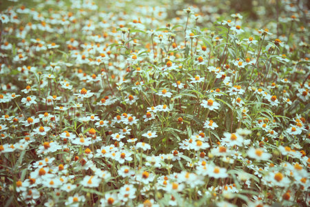 Old picture meadow floral vintage style, Beautiful nature landscape field white flower of Chamomile, Camomile or Chamaemelum Nobile, outdoor flower garden at Summer in Thailand, retro for backgroundの写真素材