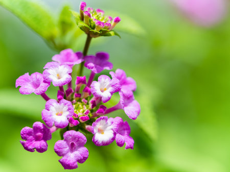 Beautiful nature of tropical flowers, Closeup pink white Lantana Camara, Cloth of Gold, Hedge Flower, Lantana, Weeping Lantana or White Sage in a green outdoor garden with copy space for backgroundの写真素材