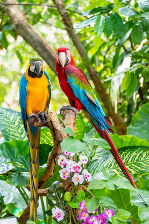 Blue and Gold Macaw or Ara Ararauna and Green Winged Macaw or Ara Chloroptera cute pets colorful...