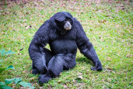 Wildlife in the nature Siamang gibbon or Symphalangus Syndactylus is a large black fur animal on the grass, mammal in the Primate familyの写真素材