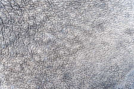 Closeup rhinoceros skin texture, Black and white leather for abstract backgroundの写真素材
