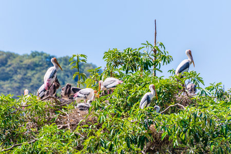 Group of Painted Stork or Mycteria Leucocephala, Closeup flock of big birds build a nest on a tall green tree and has a baby, Beautiful wildlife in nature tranquil tropical forest of Thailandの写真素材