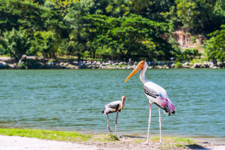 Painted stork or Mycteria Leucocephala, Large bird pair are walking foraging along the edge of the...