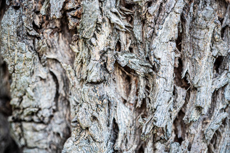Closeup detail texture and pattern of rough wood surface, Black and white old tree bark abstract for...