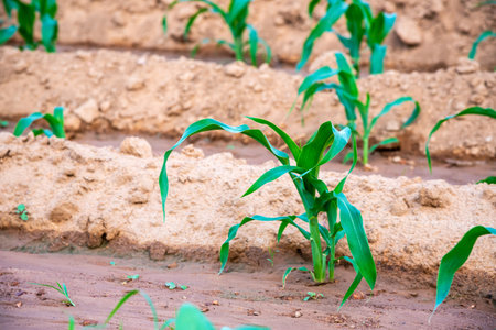 Young green corn growing on the soil in the plantation, Small plant in the field farm, Agriculture and cereal cultivation in Thailandの写真素材