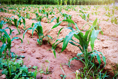 Young green corn growing on the soil in the plantation, Small plant under the evening sunlight in the field farm, Agriculture and cereal cultivation in Thailandの写真素材