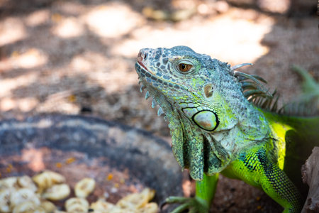 Male Green iguana, American iguana or Iguana iguana, Close up head green lizard, Colorful reptile on the ground in the forestの写真素材