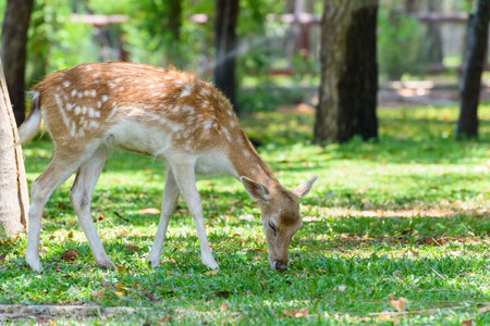 Beautiful nature of Female Fallow Deer or Dama dama brown with white spots walking for food stand grazing on green grass under the dim sunlight shade of trees in the garden summer at the zoo Thailandの写真素材