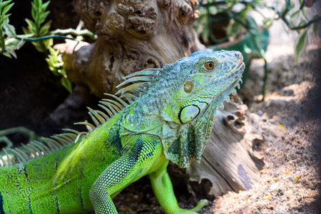 Male Green iguana, American iguana or Iguana iguana, Close up head green lizard, Colorful reptile on the ground in the forestの写真素材