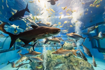 Beautiful nature blue underwater world inside a large aquarium for many species of freshwater fish in Thailandの写真素材