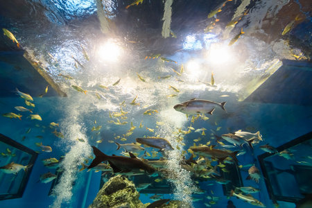 Beautiful nature blue underwater world inside a large aquarium for many species of freshwater fish in Thailandの写真素材