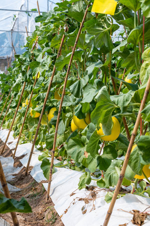 Melon fruit with smooth, yellow, orange skin in a greenhouse, Honeydew melon in plantation agricultural products to harvest of golden cantaloupe on a tree in a garden at a melon farm field in Thailandの写真素材
