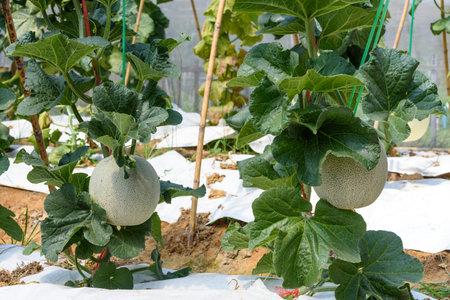 Melon fruit with net green skin in a greenhouse, Cantaloupe in plantation agriculture products to harvest hang on a tree in a garden at a melon Pot Orange farm field summer in Thailandの写真素材