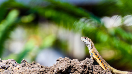 Closeup side Leiolepis belliana, butterfly lizards or butterfly agamas with orange stripes colorful stand on the ground on a green nature background of tree, 16:9 widescreenの写真素材