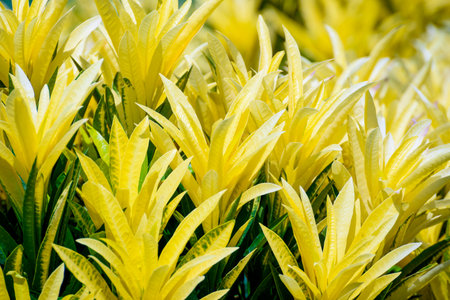 Beautiful nature tropical closeup colorful yellow leaves in a row, tops of Garden Croton or Codiaeum variegatum tree with foliage yellow and green is an ornamental plant in the tropic for backgroundの写真素材