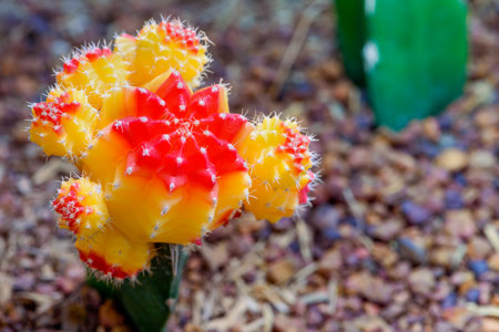 Close up colorful small cactus plant with beautiful yellow and red flower blossom on the tree of Ruby Ball, grafted cactus or Moon Cactus, Macro of Gymnocalycium mihanovichiiの写真素材