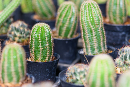 Close up green small Cactaceae or cactus plant in a pot beautiful nature of the exotic desert tree is an ornamental plantの写真素材