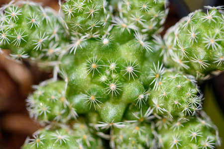 Closeup top green small Cactaceae or cactus plant in a pot beautiful nature of the exotic desert tree is an ornamental plantの写真素材