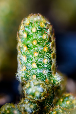 Close up green small Cactaceae or cactus plant in a pot beautiful nature of the exotic desert tree is an ornamental plantの写真素材