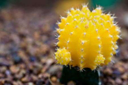 Close up colorful small cactus plant with beautiful yellow flower blossom on the tree of Ruby Ball, grafted cactus or Moon Cactus, Macro of Gymnocalycium mihanovichiiの写真素材