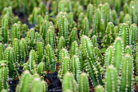 Close up green small Cactaceae or cactus plant in a pot beautiful nature of the exotic desert tree is an ornamental plantの写真素材