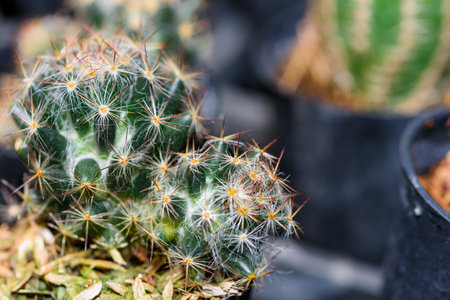 Close up green small Cactaceae or cactus plant in a pot beautiful nature of the exotic desert tree is an ornamental plantの写真素材