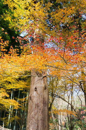 big tree at ginkakujiの写真素材