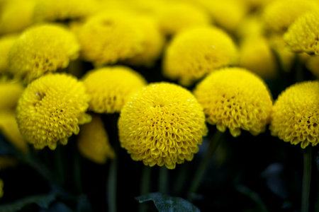 Yellow Dahlia Josie Gott,