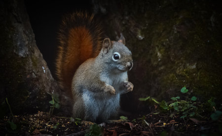Squirrel at Restの写真素材