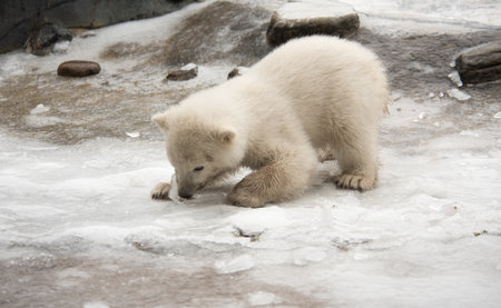Polar Bear Cub Playing With Iceの写真素材