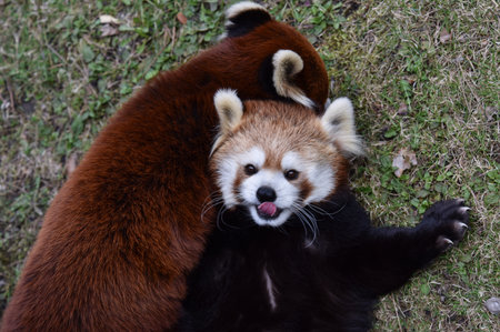 Red Pandas Playingの写真素材
