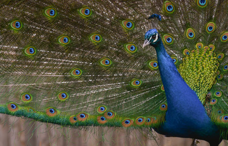 Vibrant Peacockの写真素材