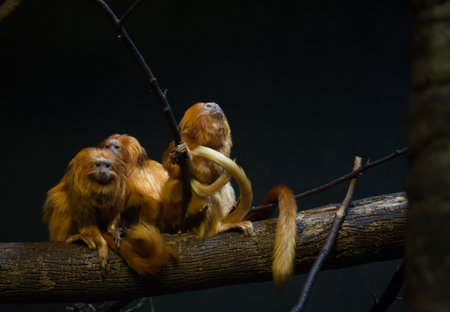 Golden Lion Monkeys on a Branchの写真素材