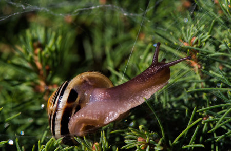 Snail Reaching Outの写真素材