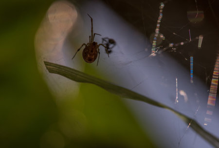 Spider Hanging on Its Webの写真素材