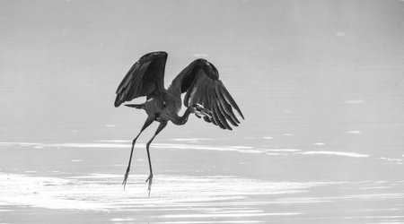 Heron Standing in Water in Black and Whiteの写真素材