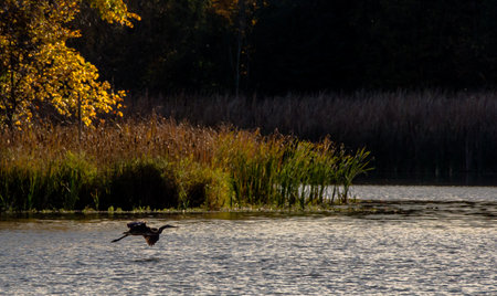 Lake in Autumnの写真素材