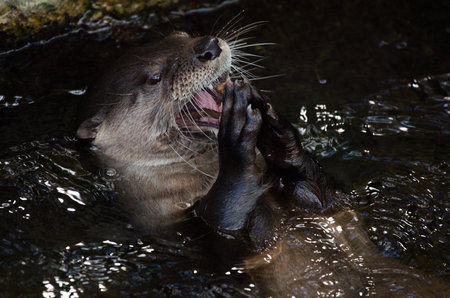 Otter Yawningの写真素材
