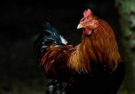Rooster Standing in Placeの写真素材